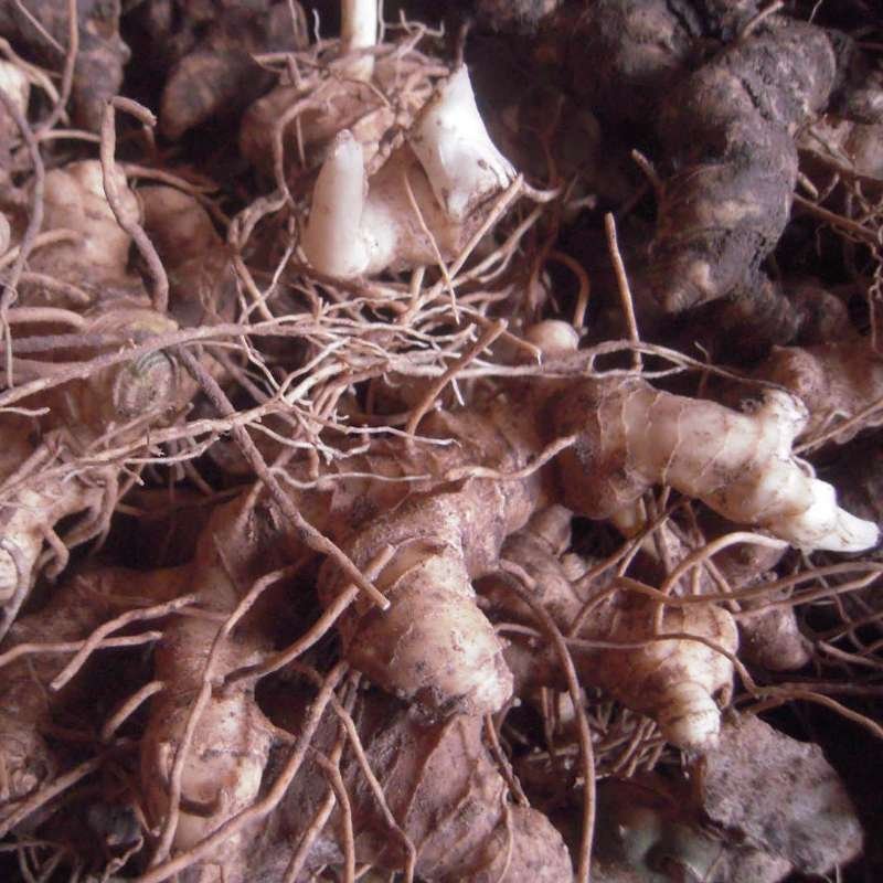四川姜型多花不倒苗甜黄精种茎，块茎，现挖现发，保证芽头