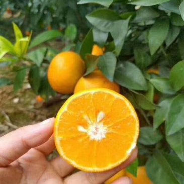 红江橙苗红心橙子苗嫁接苗