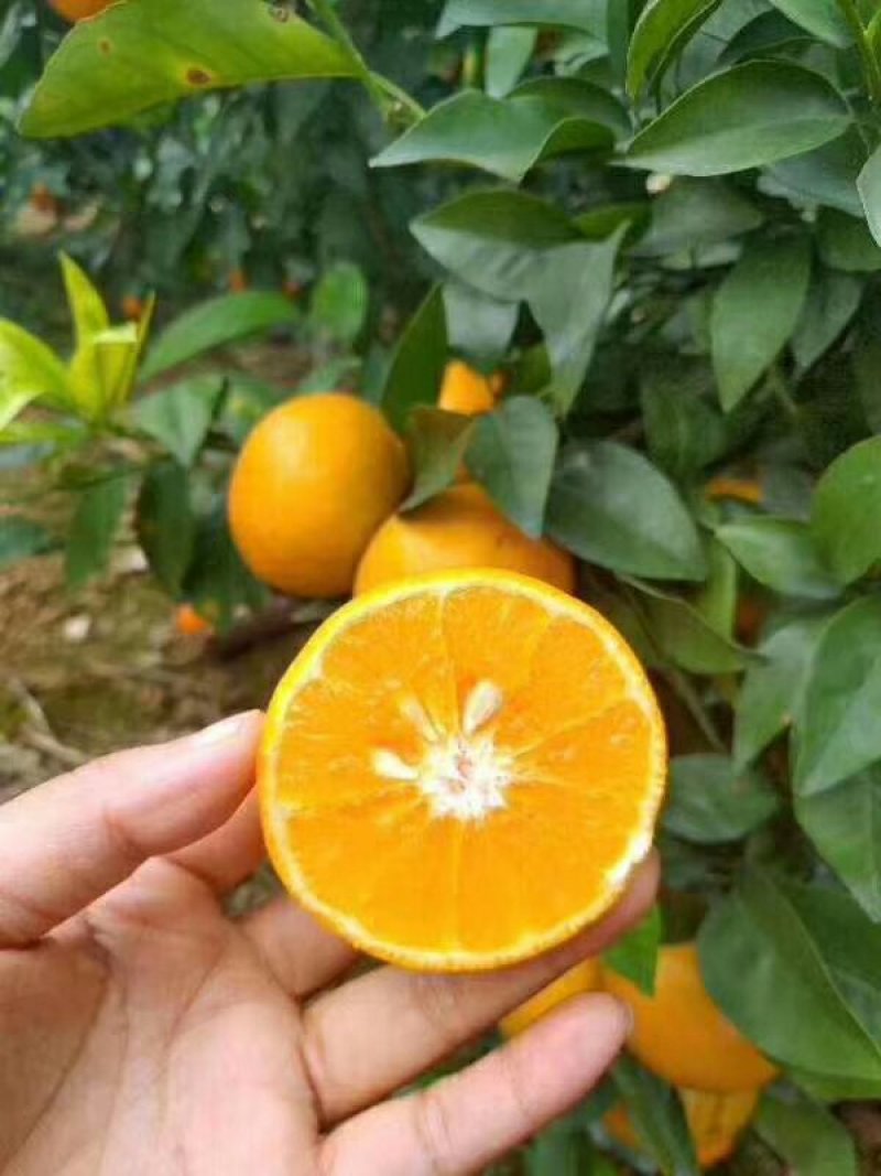 红江橙苗红心橙子苗嫁接苗