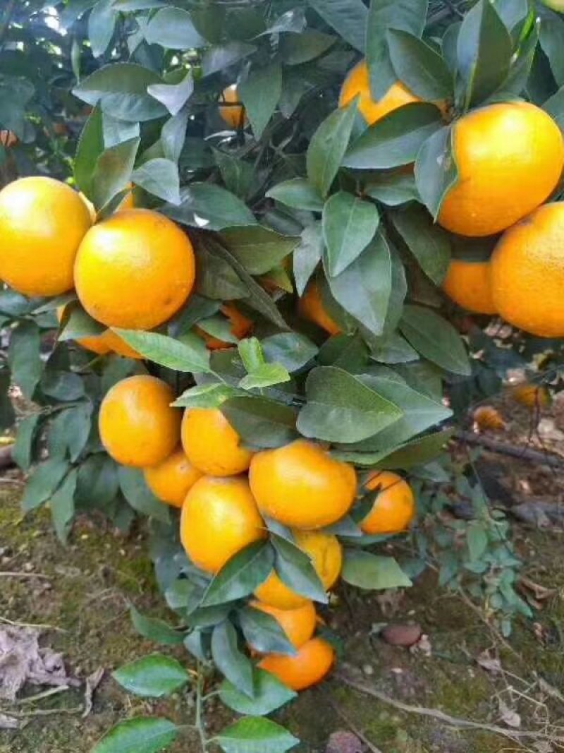 红江橙苗红心橙子苗嫁接苗