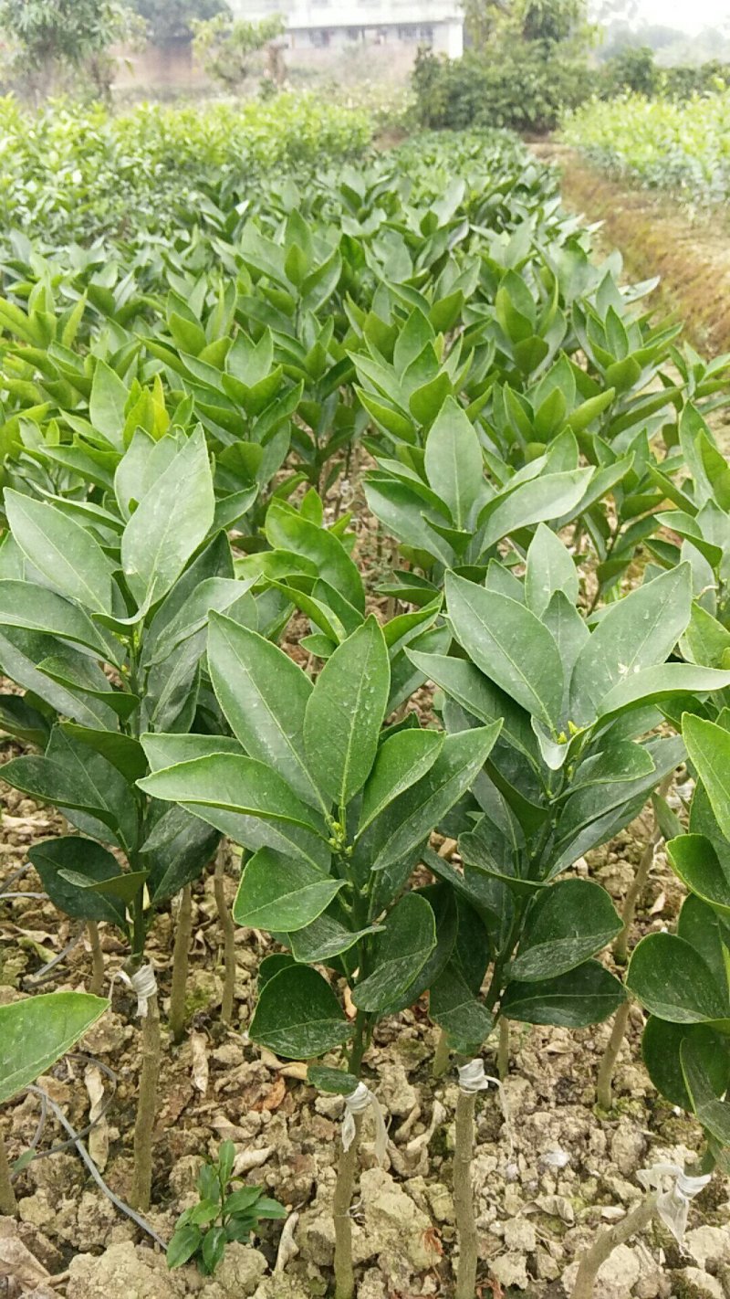 红江橙苗红心橙子苗嫁接苗