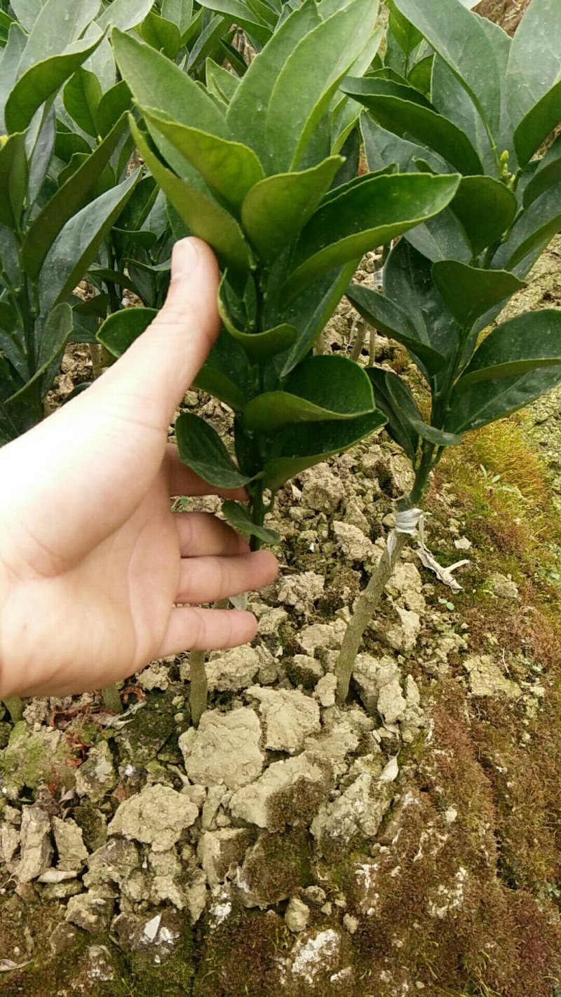 红江橙苗红心橙子苗嫁接苗