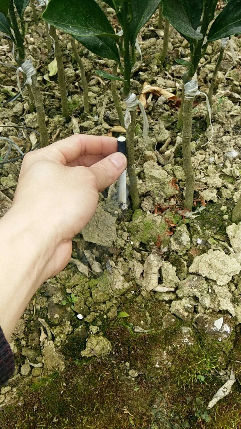红江橙苗红心橙子苗嫁接苗