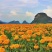 孔雀草金鱼草花海各种草花花海组合草花草籽