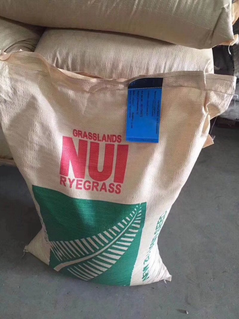 黑麦草狗牙根早熟禾高羊茅二月兰等各种草花草籽