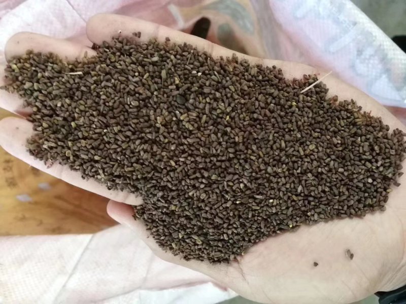黑麦草狗牙根早熟禾高羊茅二月兰等各种草花草籽