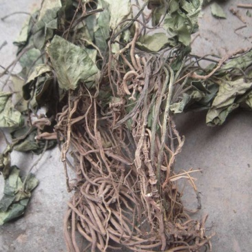 苕叶细辛(马蹄细辛，大叶马蹄香)，全草带根统货，味浓性足