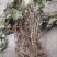 苕叶细辛(马蹄细辛，大叶马蹄香)，全草带根统货，味浓性足