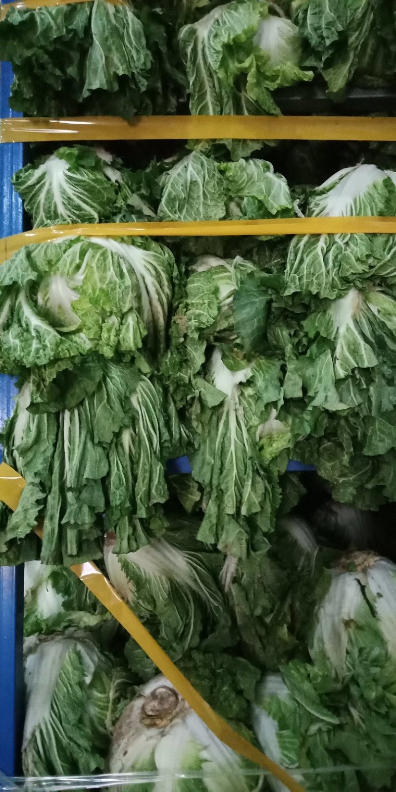 白菜4~6斤鸡腿净菜个头均匀！