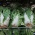 白菜4~6斤鸡腿净菜个头均匀！