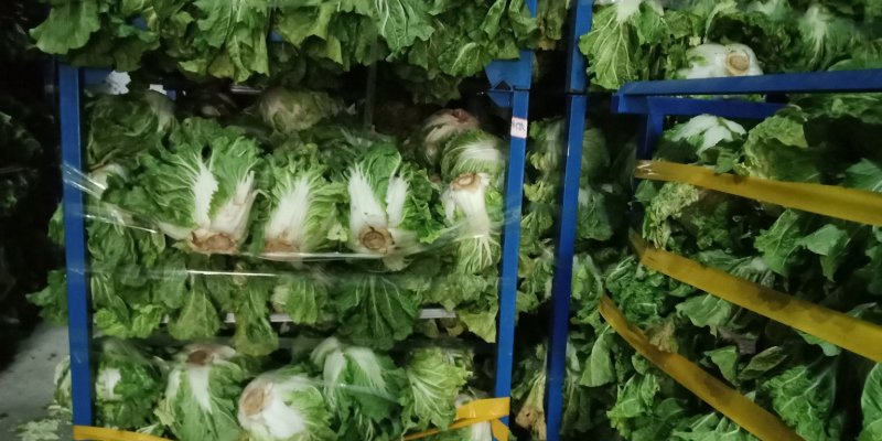 白菜4~6斤鸡腿净菜个头均匀！