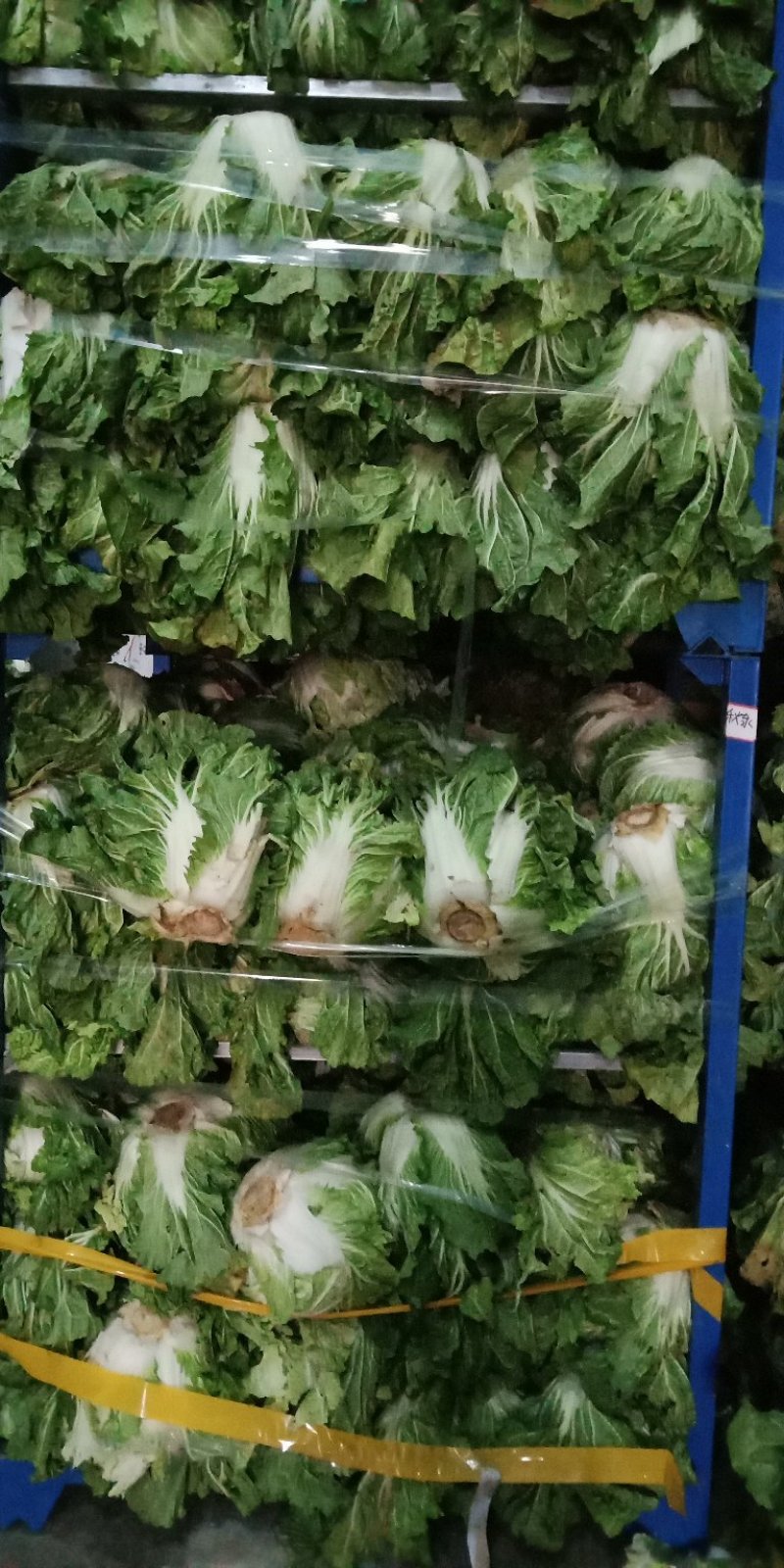 白菜4~6斤鸡腿净菜个头均匀！