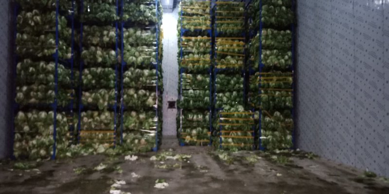 白菜4~6斤鸡腿净菜个头均匀！