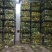 白菜4~6斤鸡腿净菜个头均匀！