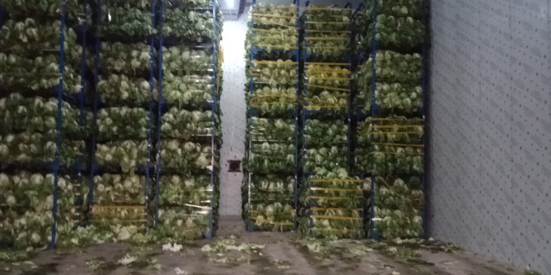 白菜4~6斤鸡腿净菜个头均匀！
