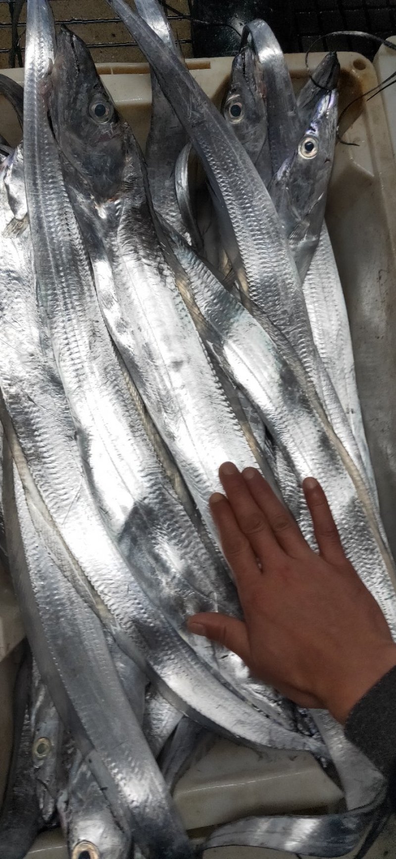 海鲜每天有，新鲜便宜，质量好