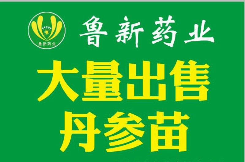 中药材丹参苗大量供应