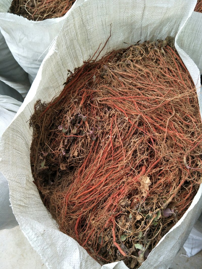 中药材丹参苗大量供应