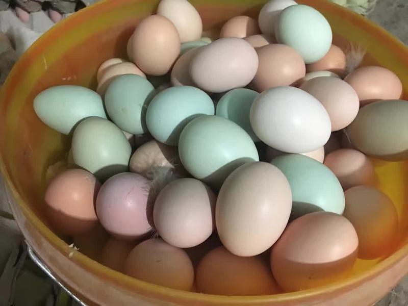 鸡蛋土鸡蛋一件代发正宗农家散养土鸡货源充足