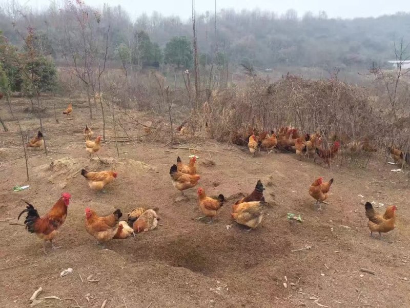 鸡蛋土鸡蛋一件代发正宗农家散养土鸡货源充足