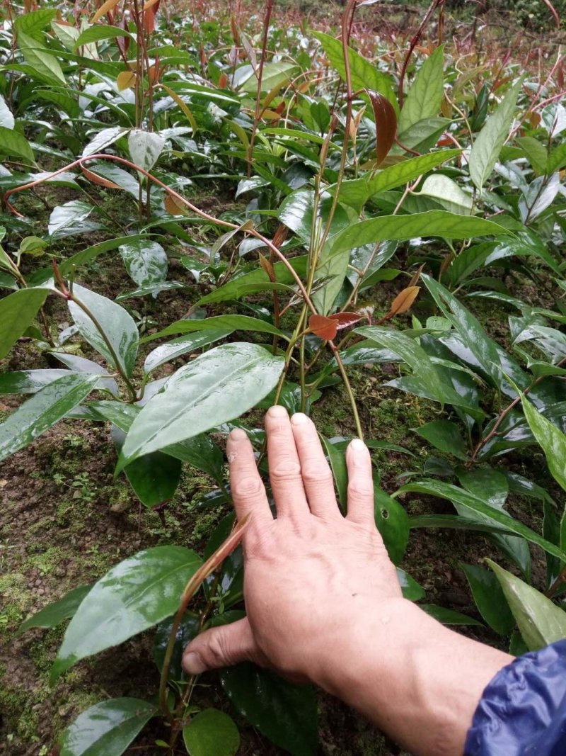 黑老虎