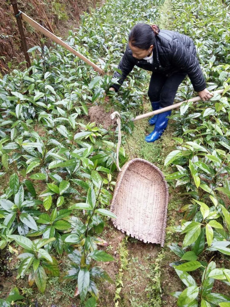 黑老虎