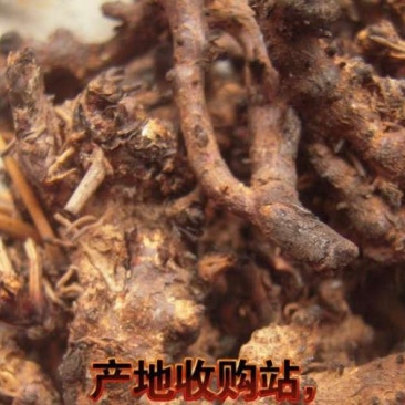 淫羊藿头，淫羊藿根(羊角叶、仙灵脾，含量好，泡洒等用)