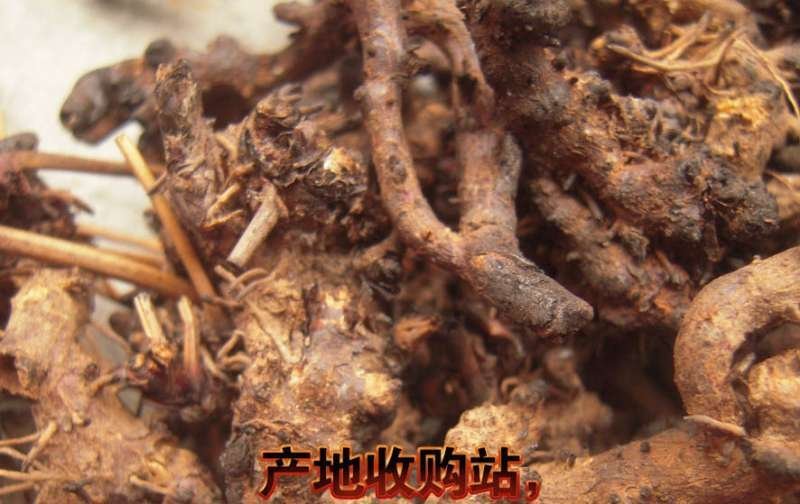 淫羊藿头，淫羊藿根(羊角叶、仙灵脾，含量好，泡洒等用)