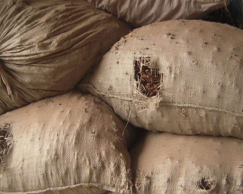 淫羊藿头，淫羊藿根(羊角叶、仙灵脾，含量好，泡洒等用)