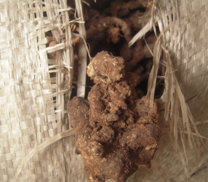 淫羊藿头，淫羊藿根(羊角叶、仙灵脾，含量好，泡洒等用)