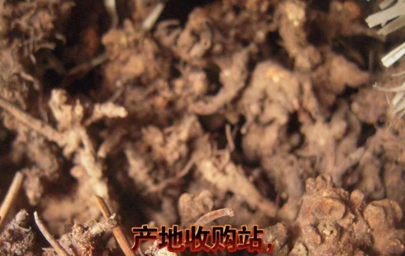 淫羊藿头，淫羊藿根(羊角叶、仙灵脾，含量好，泡洒等用)