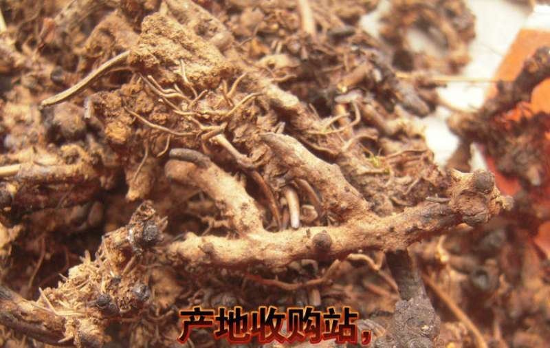 淫羊藿头，淫羊藿根(羊角叶、仙灵脾，含量好，泡洒等用)