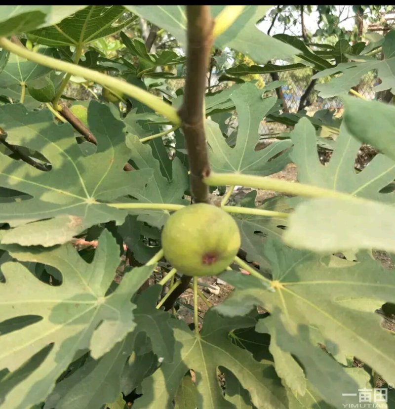 波姬红无花果苗30~50cm