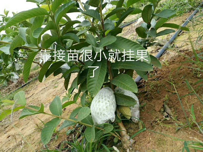 红心芭乐番石榴，红色好看又好吃，果脆甜😍😍