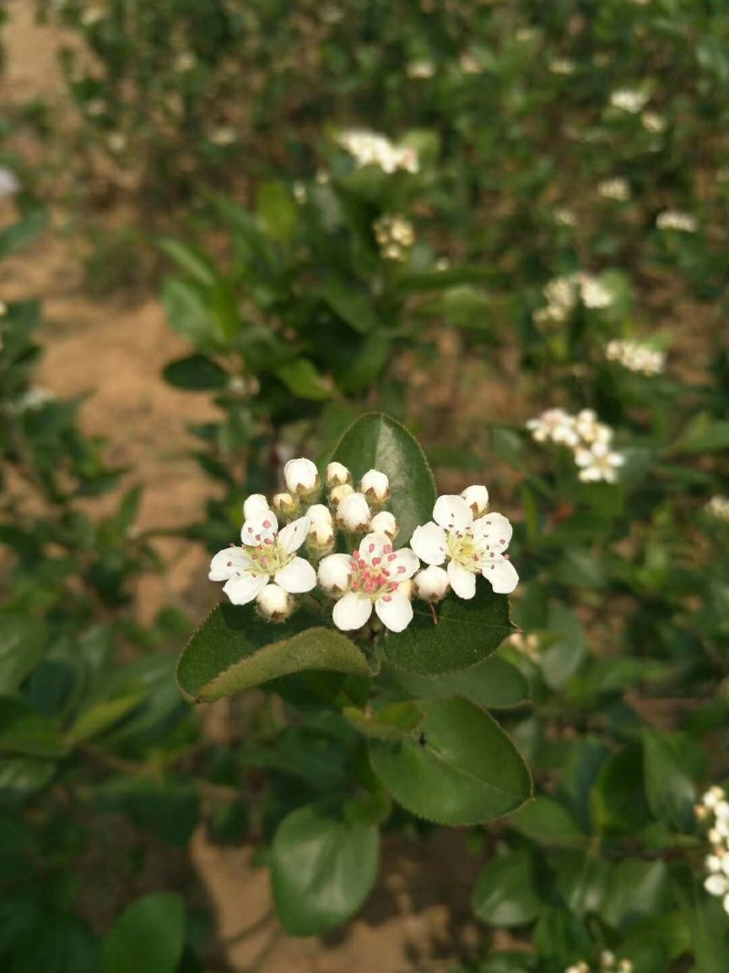 虹彩系列花楸酒