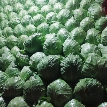 精品晚甘蓝，逐渐上市。供应量一天比一天大。