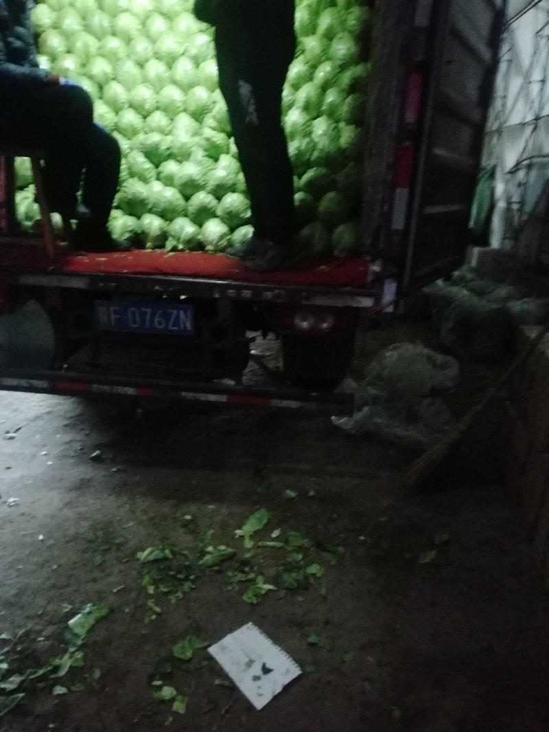 精品晚甘蓝，逐渐上市。供应量一天比一天大。