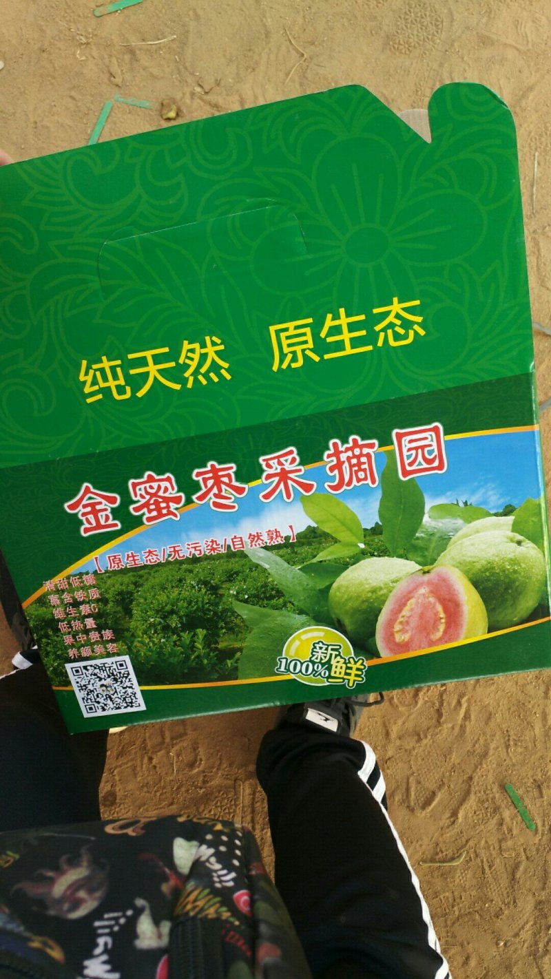 红心芭乐番石榴苗