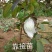 红心芭乐番石榴苗
