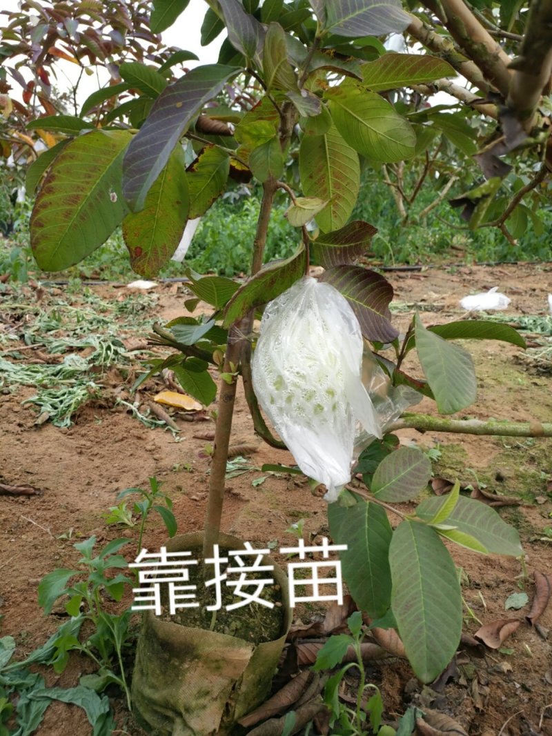 红心芭乐番石榴苗