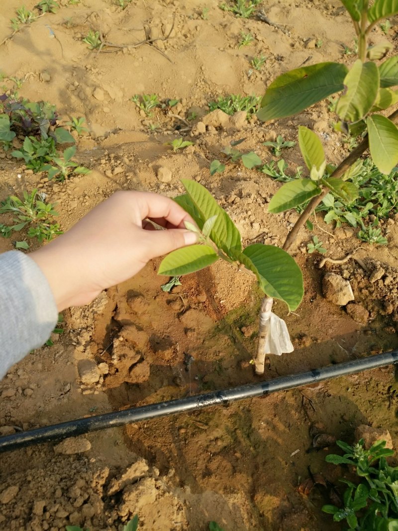 红心芭乐番石榴苗