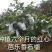 红心芭乐番石榴苗