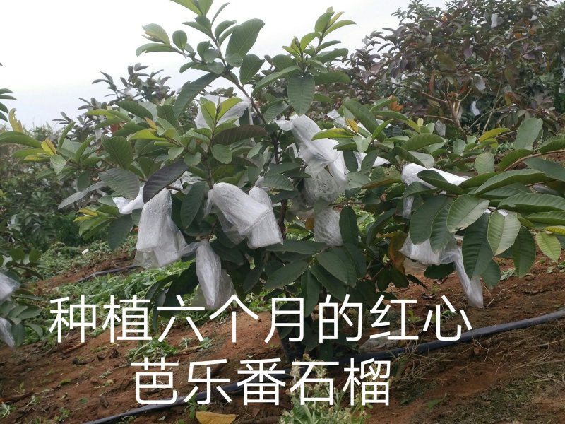红心芭乐番石榴苗