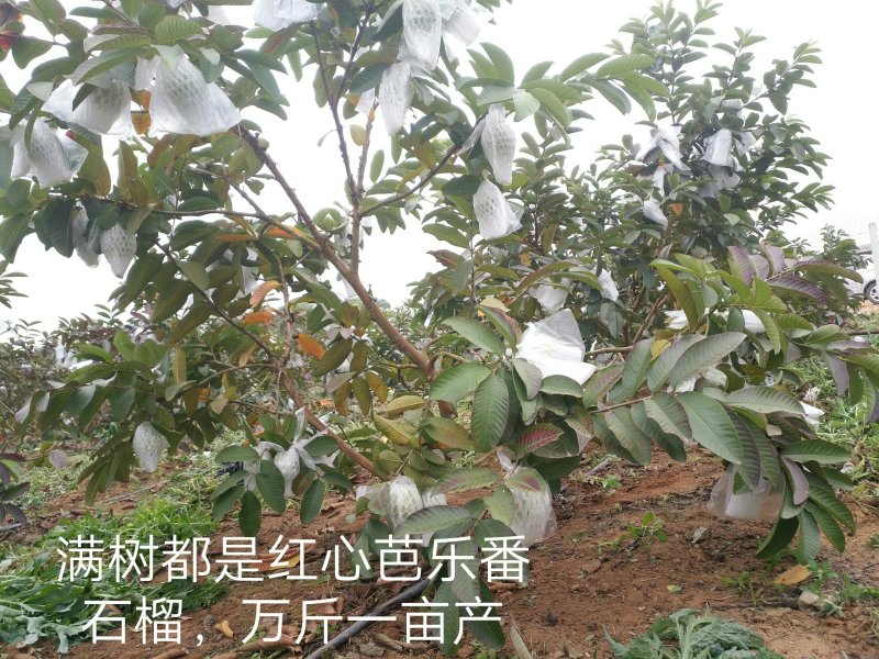 红心芭乐番石榴苗