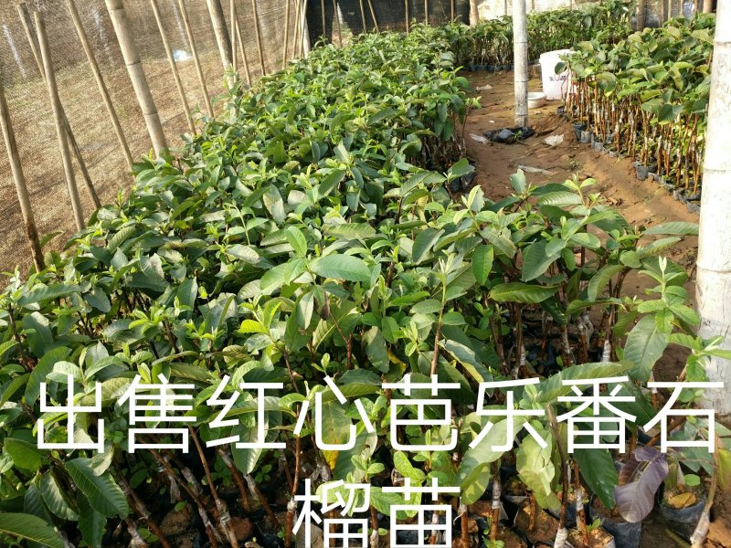 红心芭乐番石榴苗