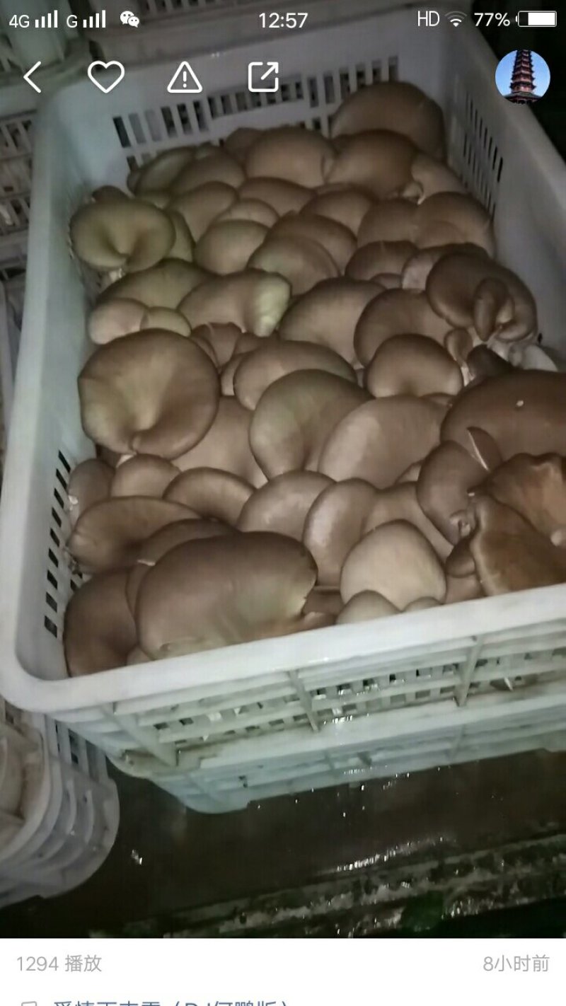平菇