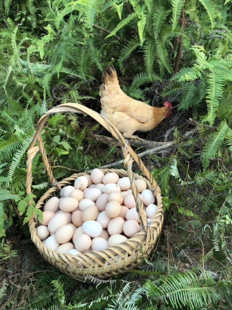 散养土鸡