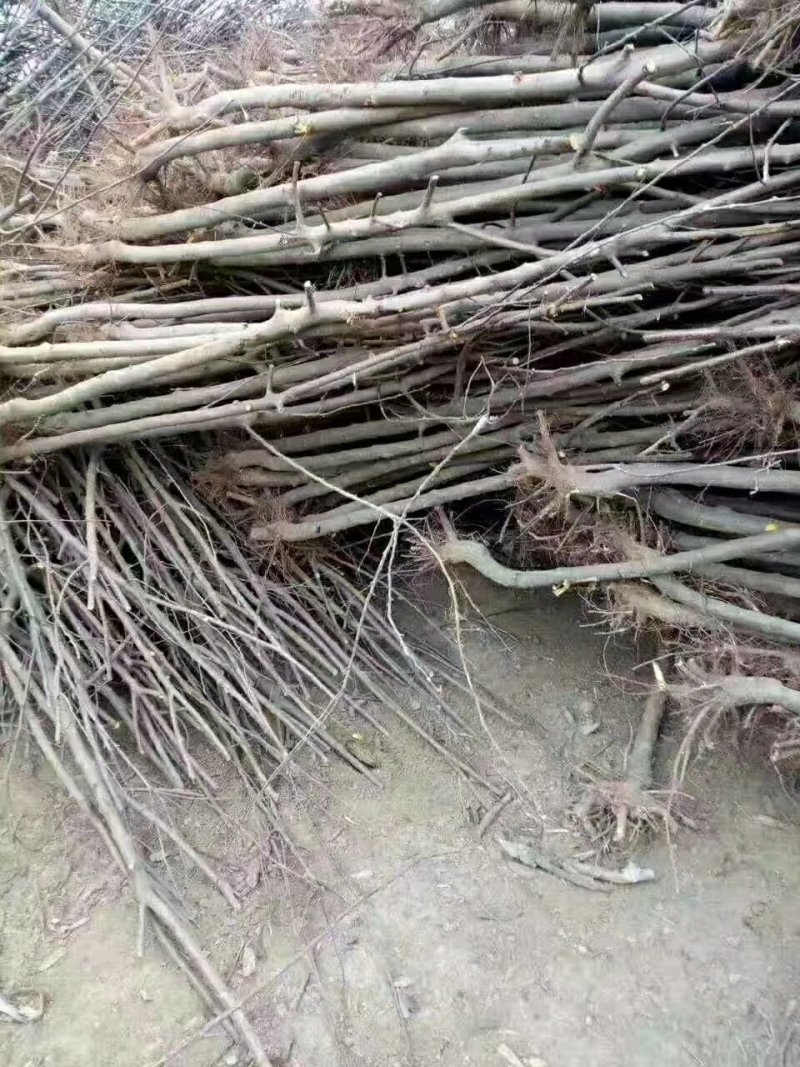 3公分精品山楂树