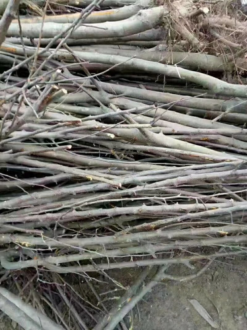 3公分精品山楂树