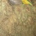 小肺筋草肺痈草，肺筋草、